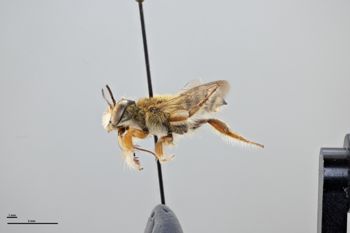Media type: image;   Entomology 794854 Aspect: habitus lateral view